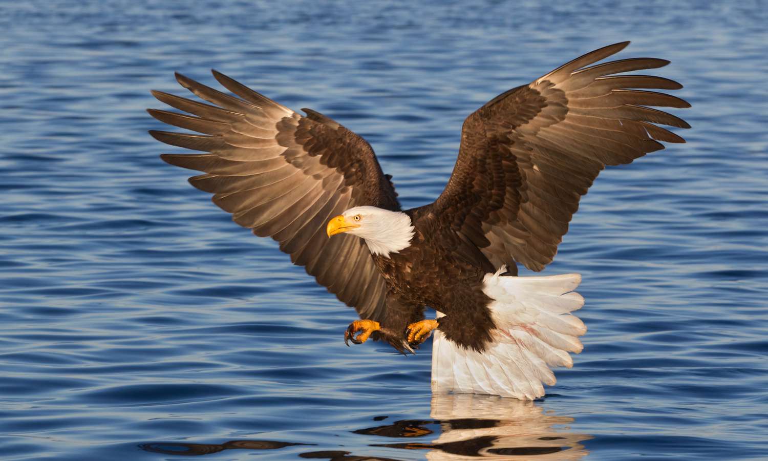 Interesting Facts About Eagles